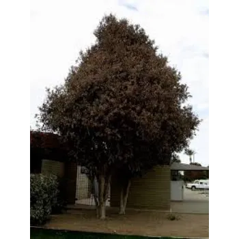 Special Ficus Benjamina Plant